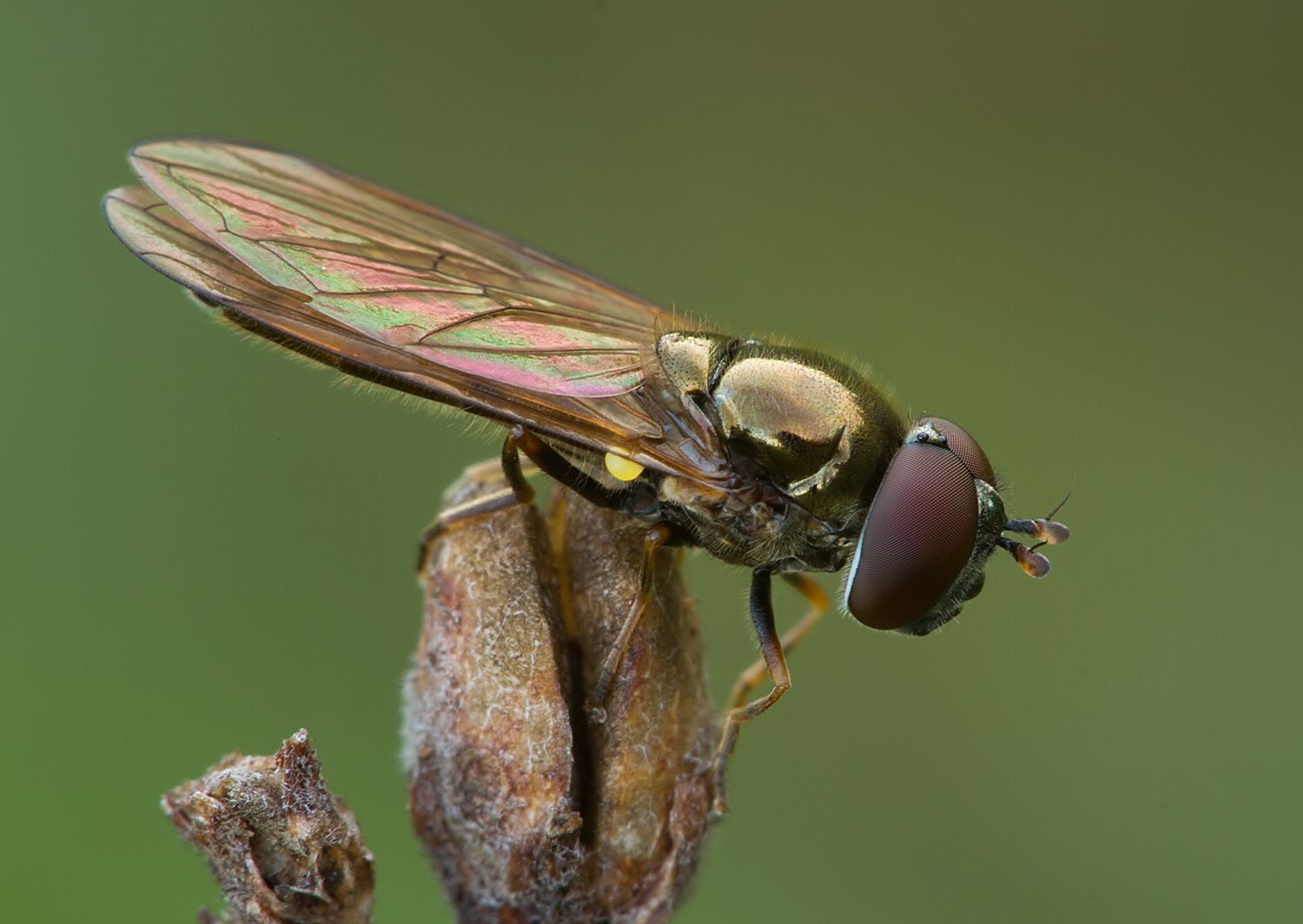 Platycheirus sticticus