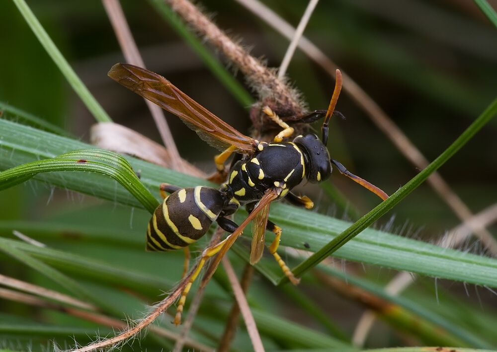 Polistes nimphus