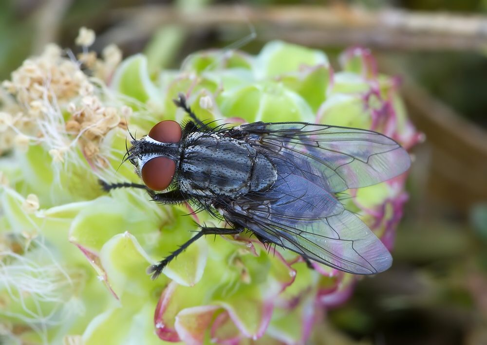 Brachicoma devia