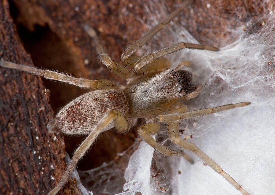 Clubiona sp.