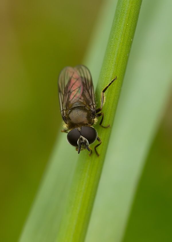 Paragus haemorrhous