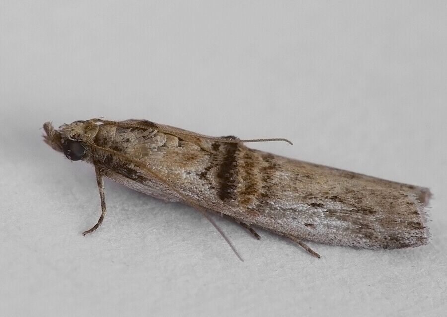 Nephopterix angustella