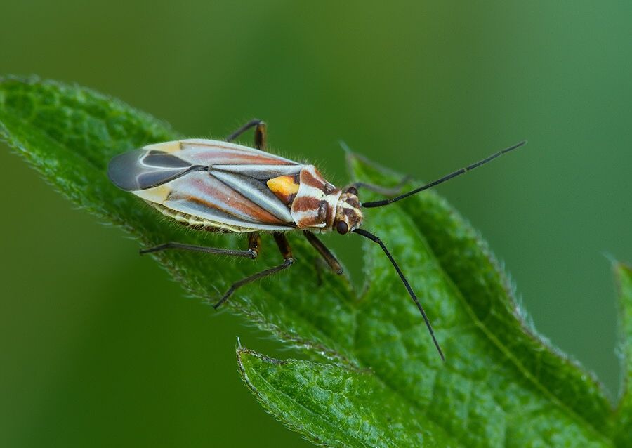 Horistus orientalis