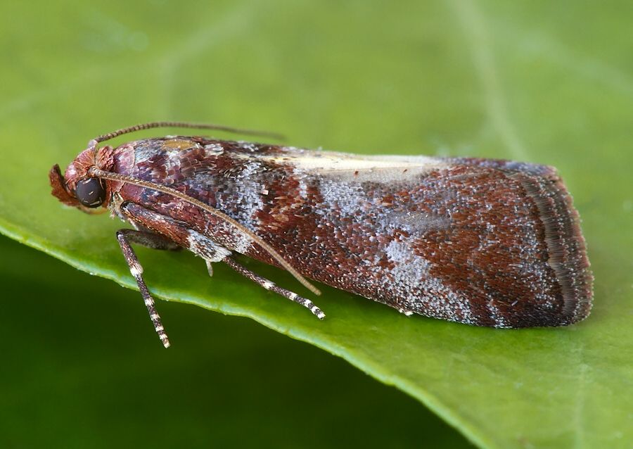 Acrobasis advenella