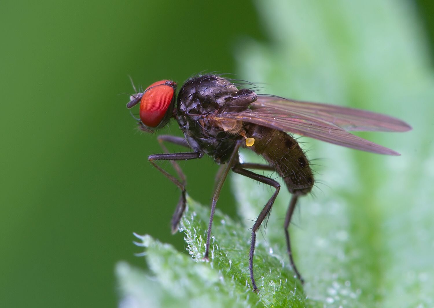 Azelia cilipes
