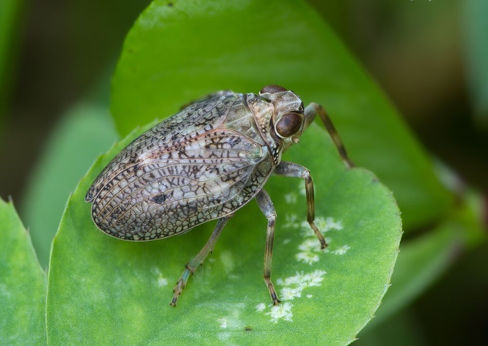 Issus coleoptratus