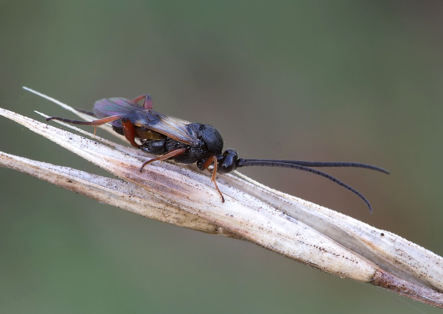 Triaspis caudata