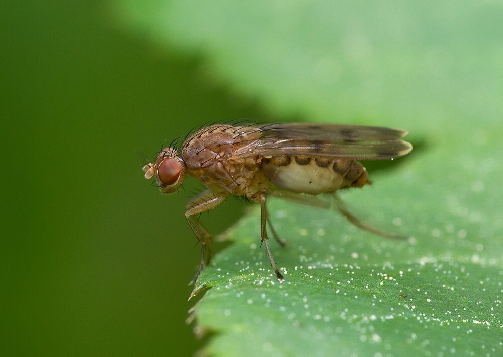 Suillia variegata
