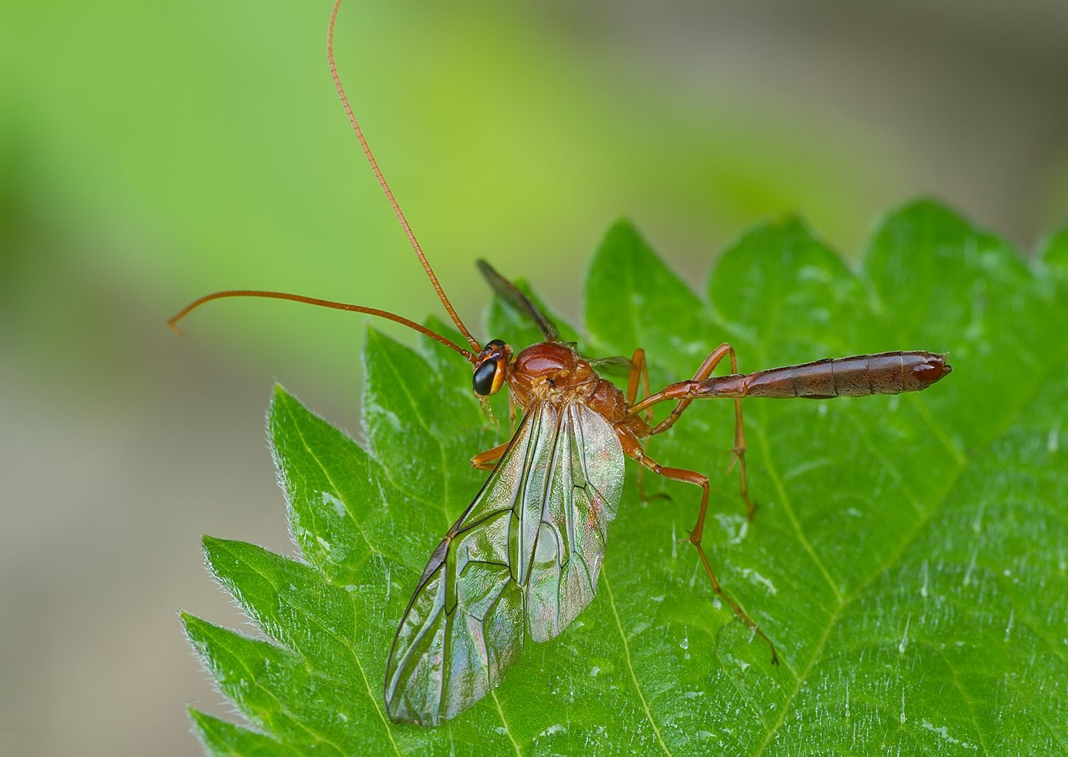 Ophion sp.