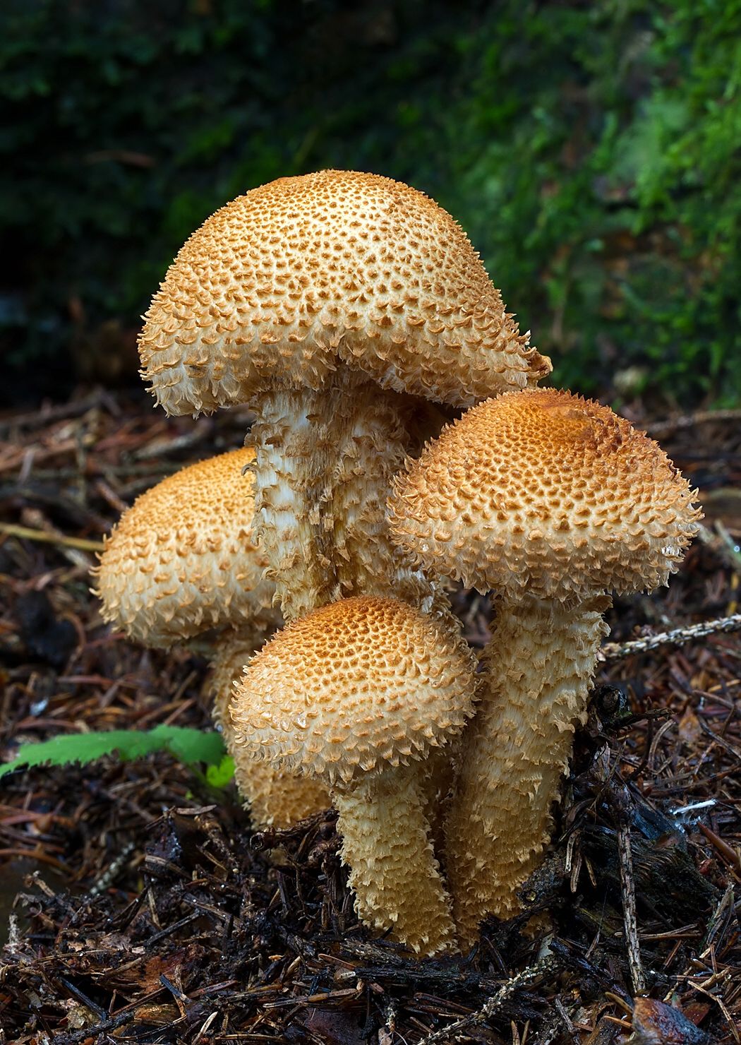 Pholiota squarrosa