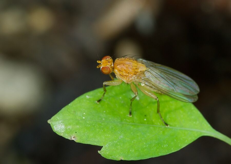Suillia pallida