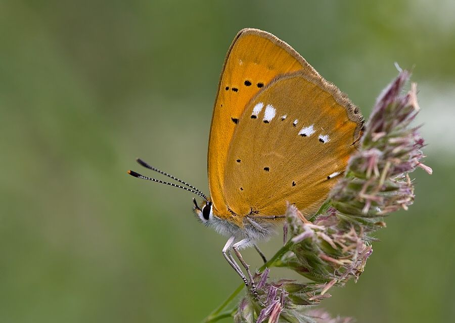 Lycaena virgaureae