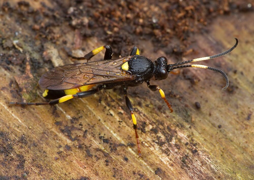 Ichneumon stramentor