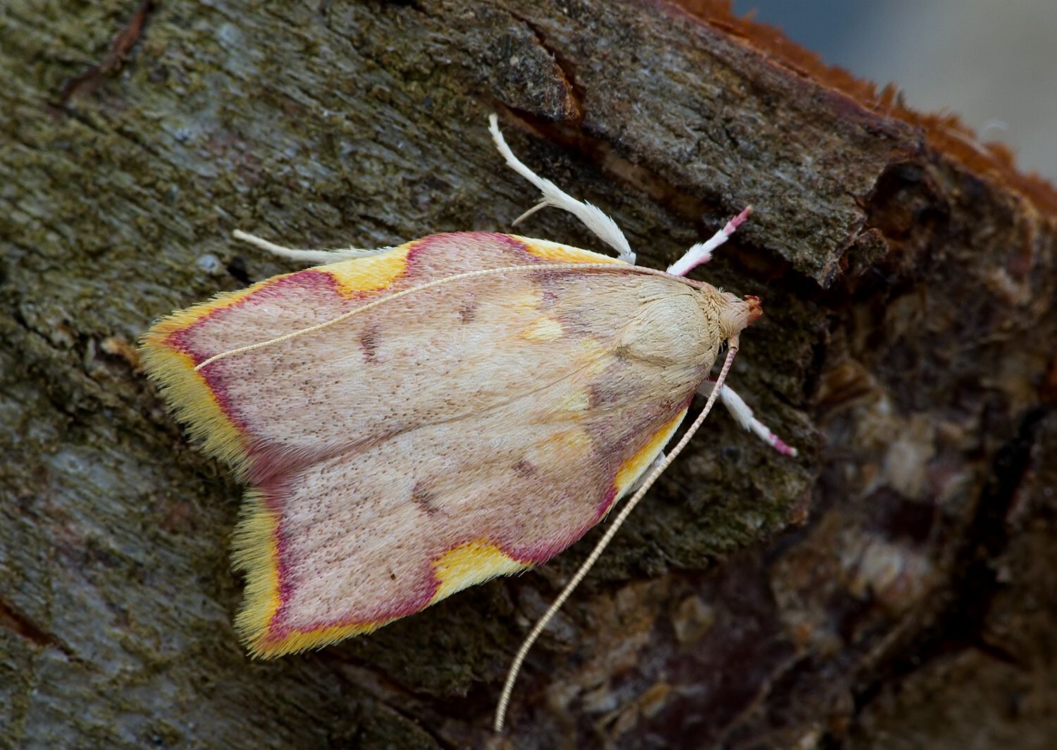 Carcina quercana