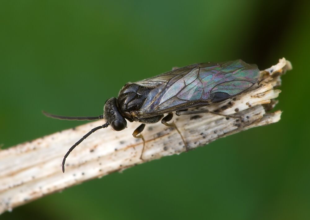 Blennocampa phyllocolpa