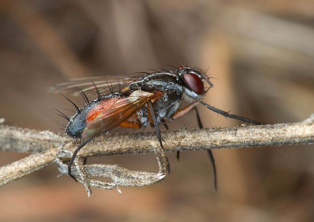 Mintho rufiventris