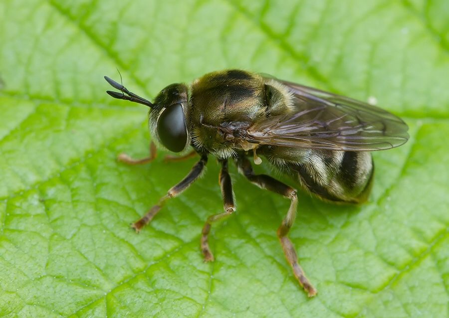 Microdon devius