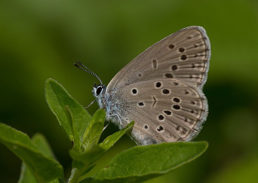 Maculinea rebeli