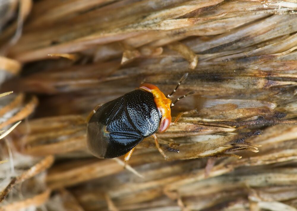 Geocoris erythrocephalus