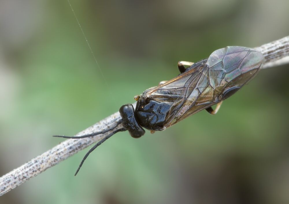 Blennocampa phyllocolpa