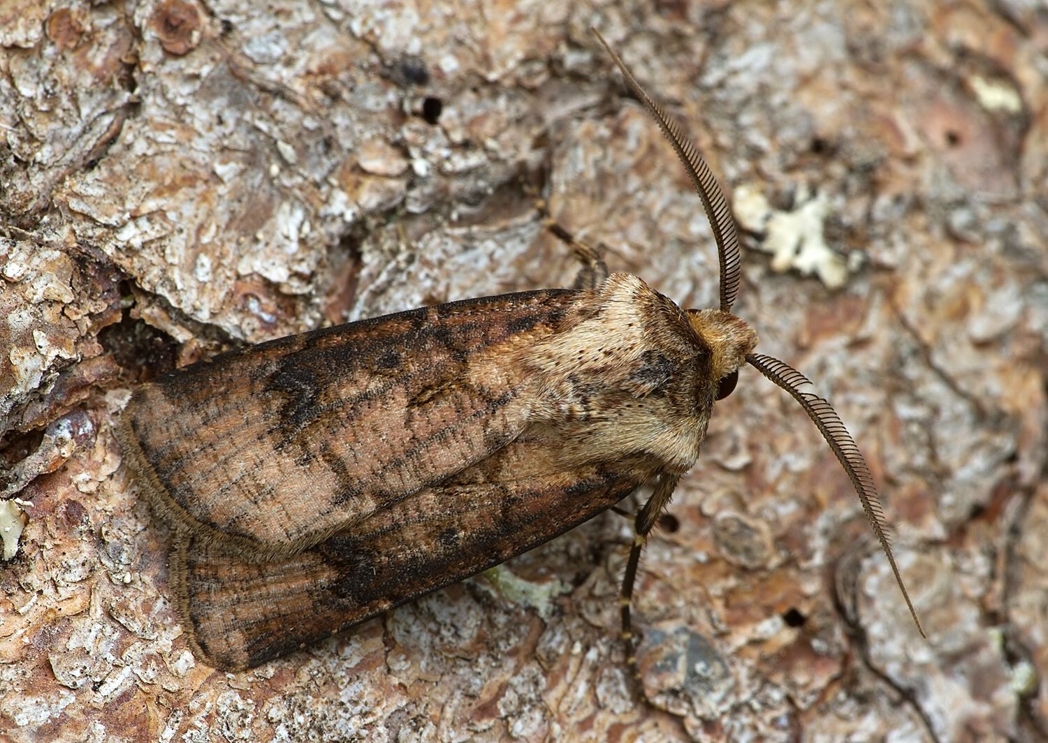 Agrotis clavis