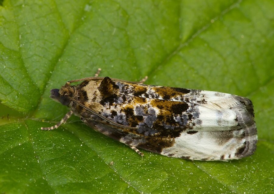Hedya nubiferana