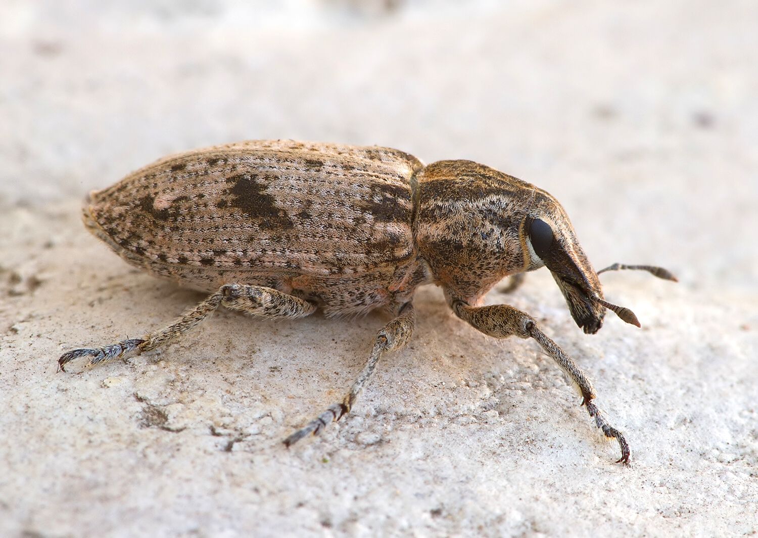 Asproparthenis punctiventris