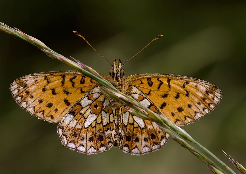 Boloria selene