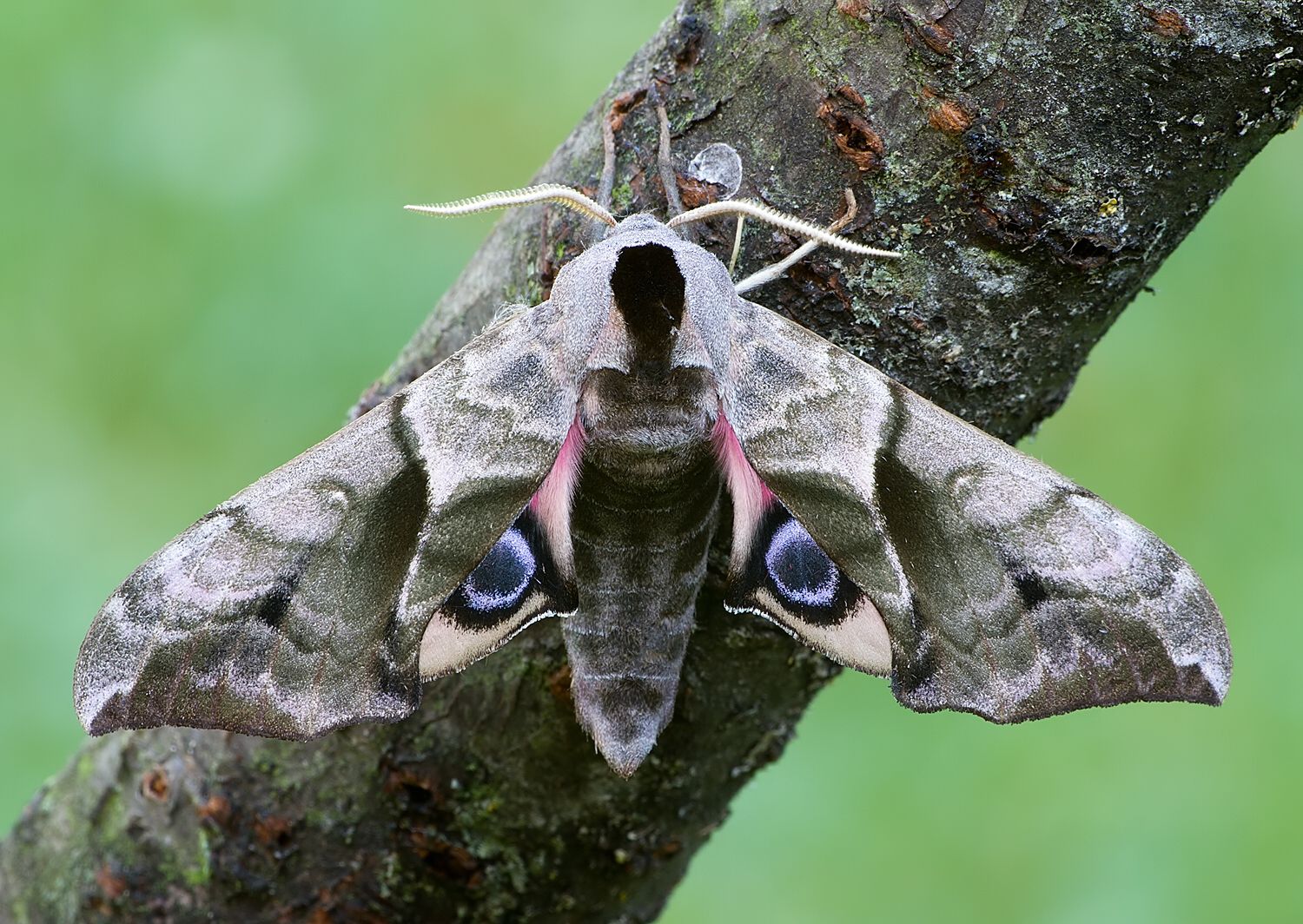 Smerinthus ocellatus