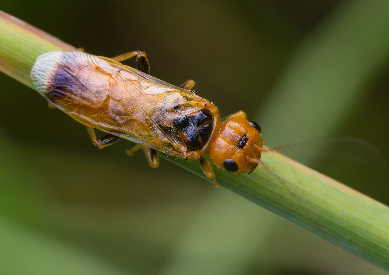Pamphilius lethierryi