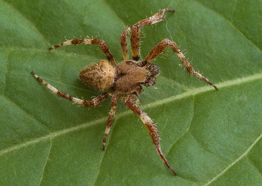Araneus cf. circe