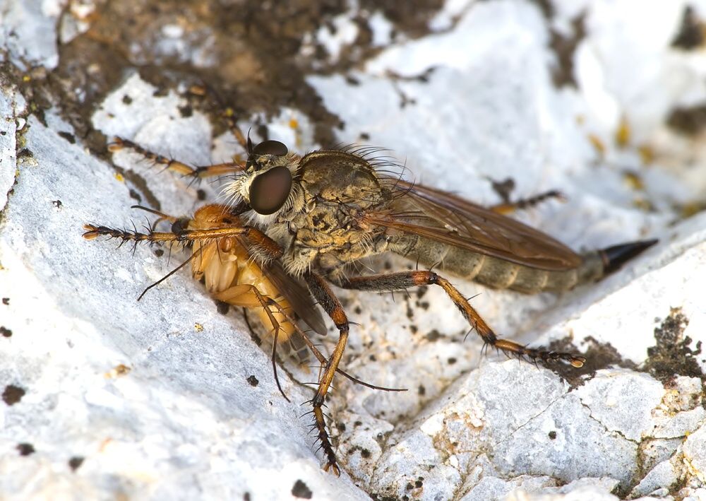 Tolmerus cingulatus