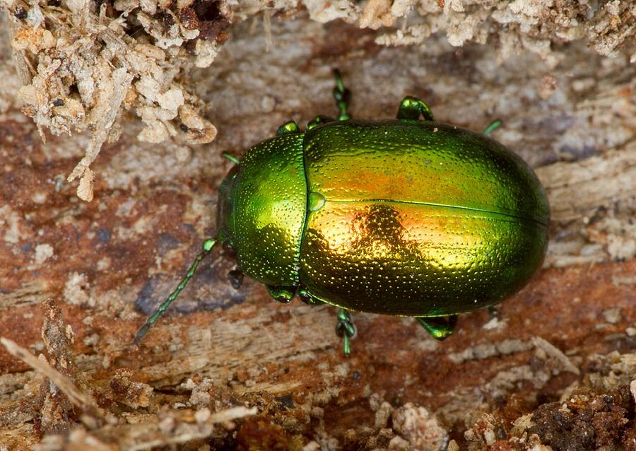 Phratora vitellinae