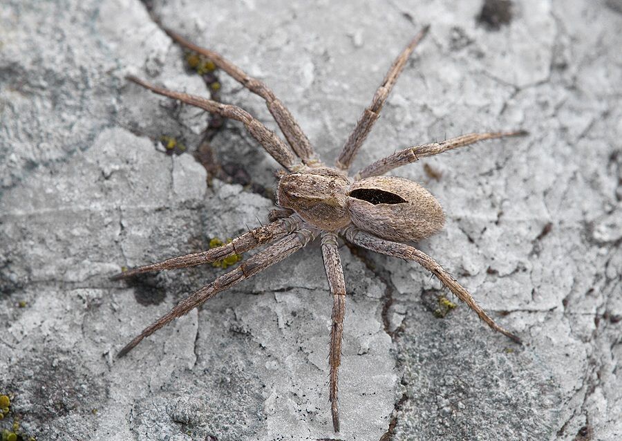 Thanatus formicinus