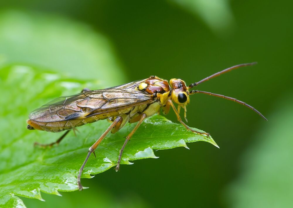 Tenthredopsis nassata