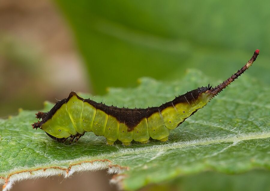 Cerura vinula
