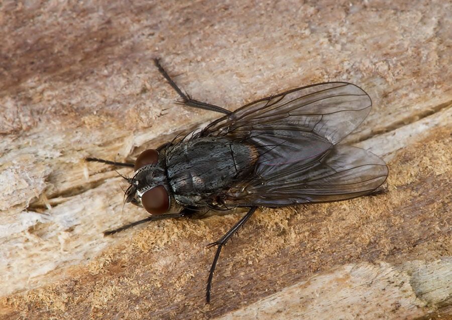 Muscina prolapsa