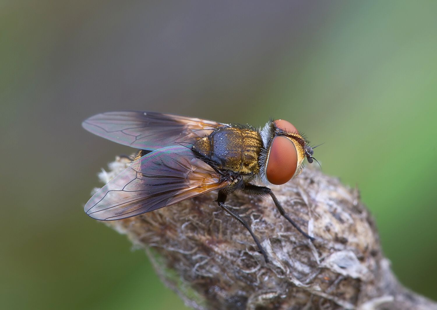 Ectophasia crassipennis