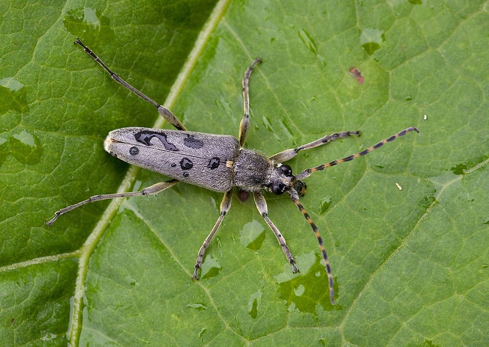 Lepturobosca virens