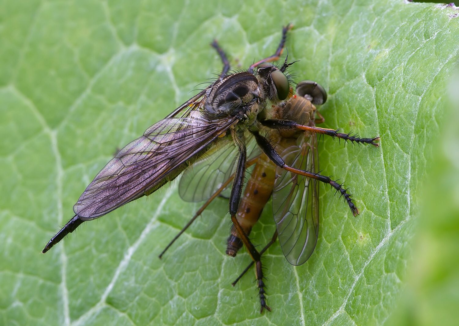 Neoitamus socius