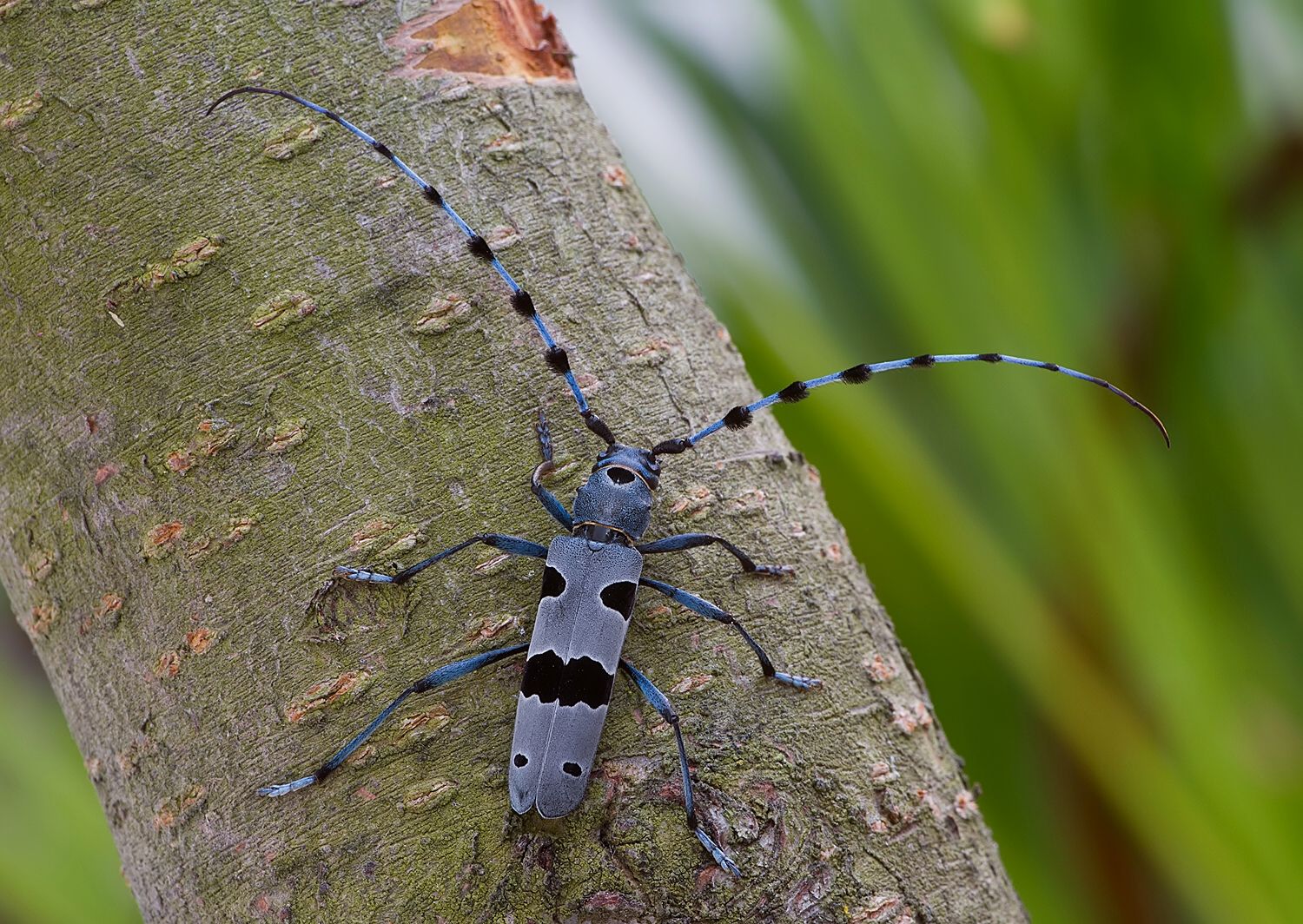 Rosalia alpina