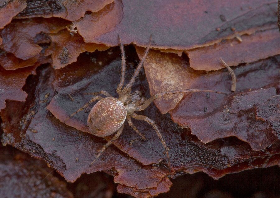 Metellina sp.