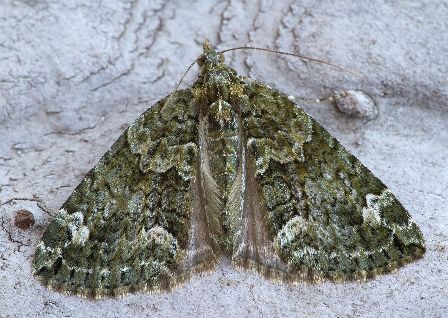 Chloroclysta siterata