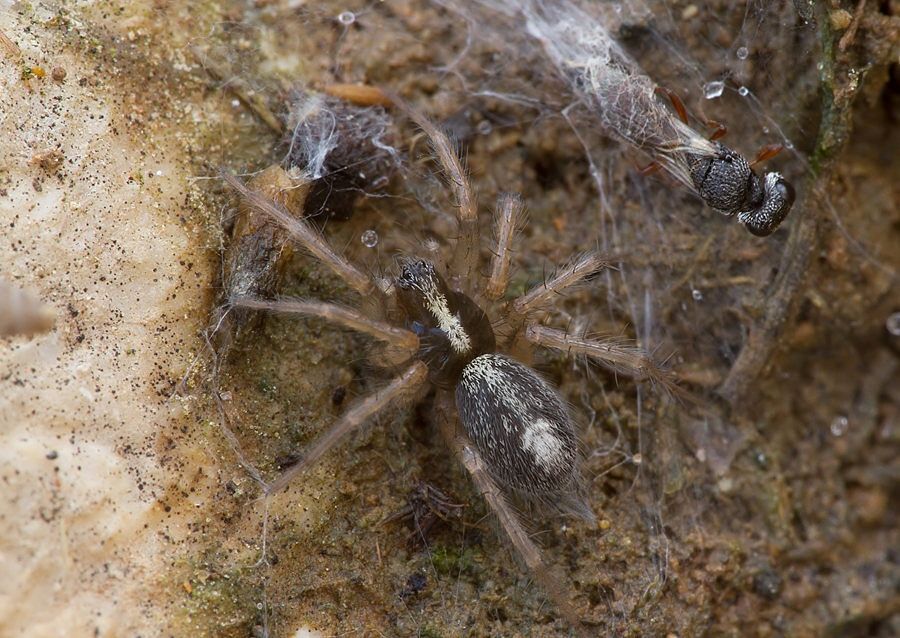 Textrix cf. caudata