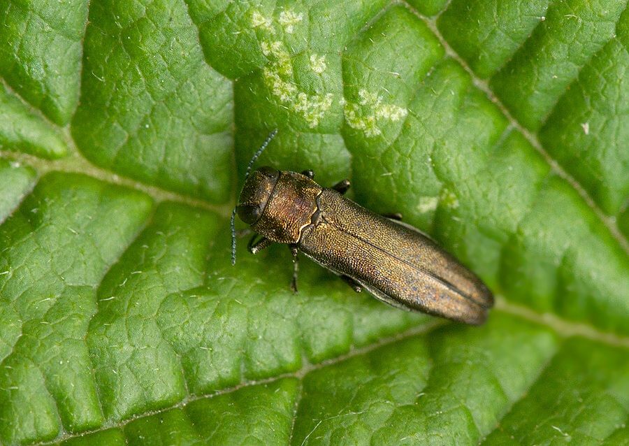 Agrilus viridis