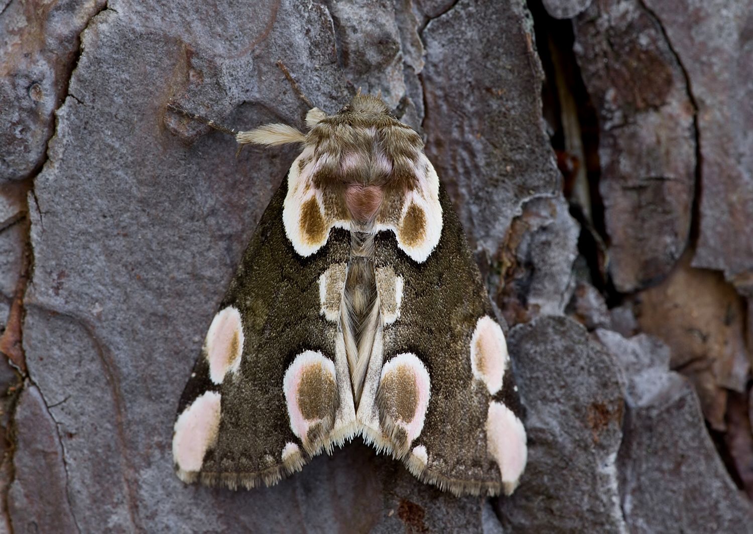 Thyatira batis