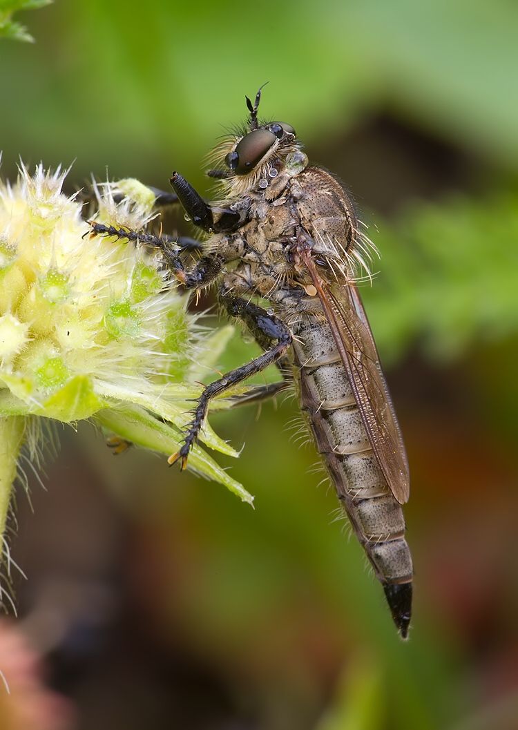Machimus rusticus