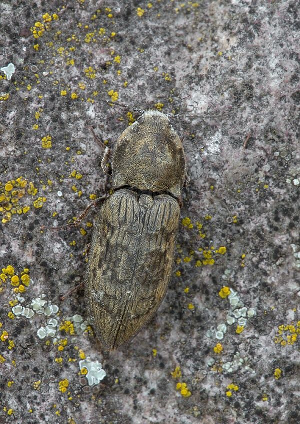 Prosternon tessellatum