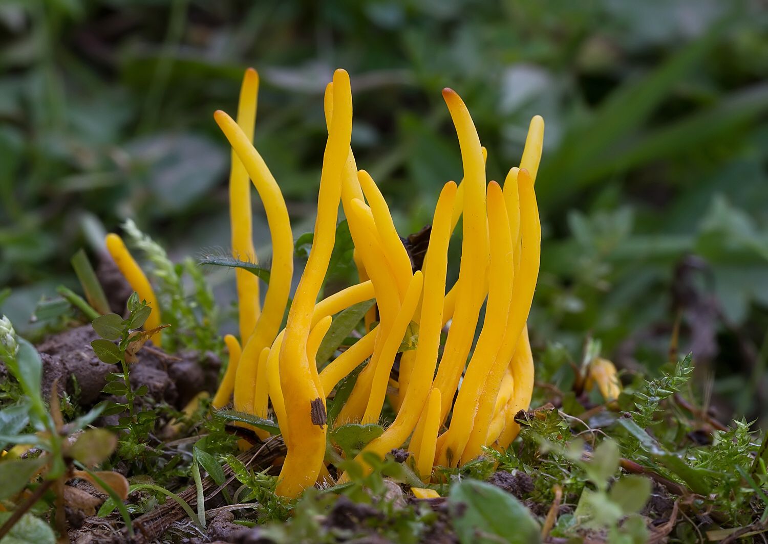 Clavulinopsis sp.