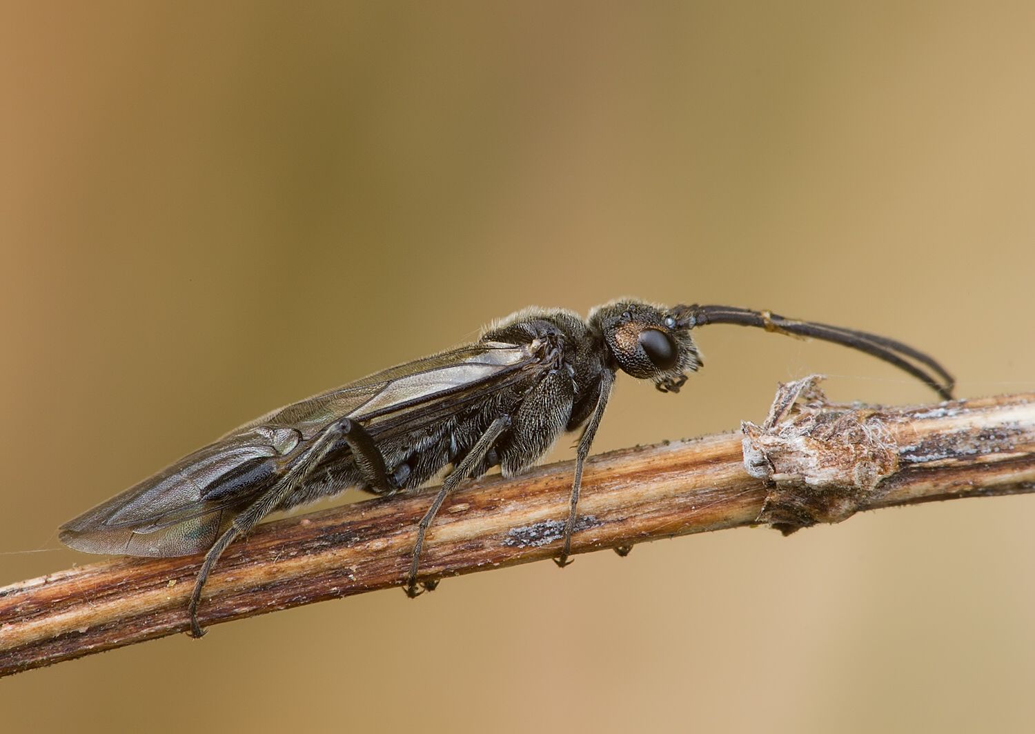 Dolerus nigratus